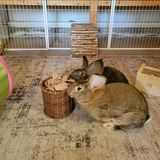 Beautiful bunnies available for sale