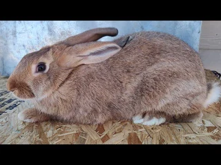 Beautiful bunnies available for sale