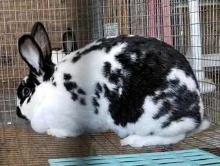 Beautiful bunnies available for sale