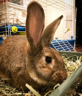 Bunnies available for sale