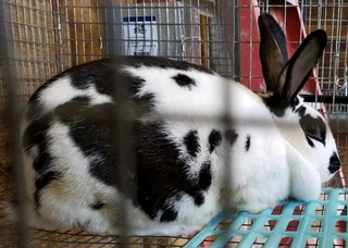 Beautiful bunnies available for sale