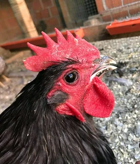 Egg laying hens for sale