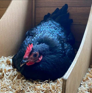 Egg laying hens for sale