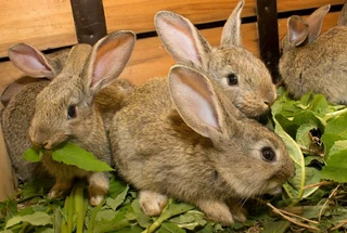 BEAUTIFUL BUNNIES AVAILABLE FOR SALE