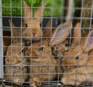 Flemish Giants For Sale