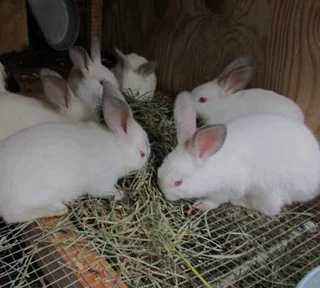 Beautiful bunnies available for sale
