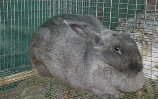 BEAUTIFUL BUNNIES AVAILABLE FOR SALE