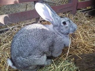 BEAUTIFUL BUNNIES AVAILABLE FOR SALE