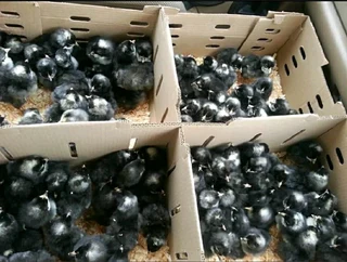 Healthy chicks available for sale