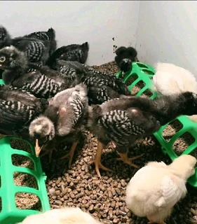 Healthy chicks available for sale