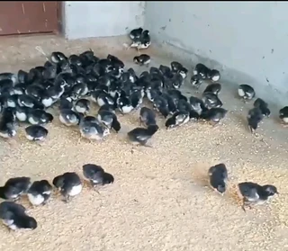 BLACK AUSTRALORP FERTILE EGGS &amp; CHICKS FOR SALE