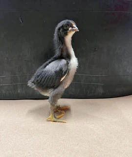 BLACK AUSTRALORP FERTILE EGGS &amp; CHICKS FOR SALE