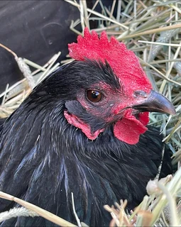 BLACK AUSTRALORP FERTILE EGGS &amp; CHICKS FOR SALE