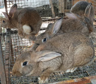 Flemish Giants for sale