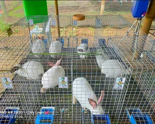 Beautiful bunnies available for sale