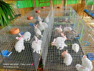 Beautiful bunnies available for sale