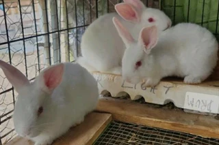 Beautiful bunnies available for sale