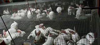 Newzealand White Rabbits For Sale