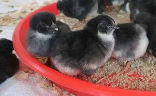 Black Australorp Chicks & Fertile Eggs For Sale