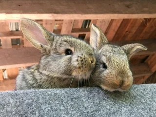 FLEMISH GIANTS FOR SALE