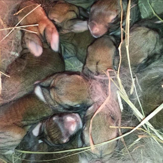 FLEMISH GIANTS FOR SALE