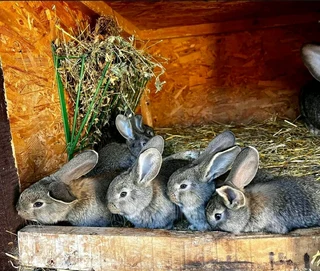 FLEMISH GIANTS FOR SALE