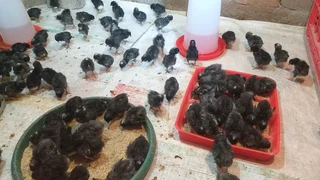 HEALTHY QUALITY CHICKS FOR SALE