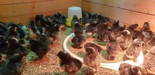 HEALTHY QUALITY CHICKS FOR SALE
