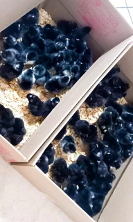 HEALTHY QUALITY CHICKS FOR SALE