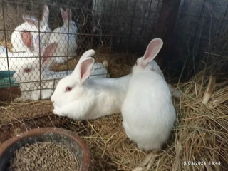 Beautiful Bunnies For Sale