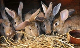 BEAUTIFUL BUNNIES FOR SALE