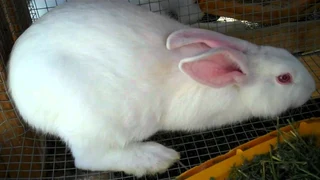 BEAUTIFUL BUNNIES FOR SALE