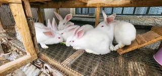 BEAUTIFUL BUNNIES FOR SALE