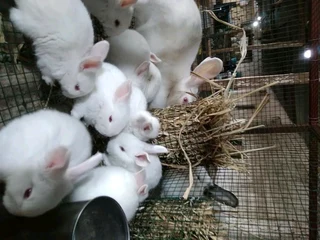 Bunnies For Sale