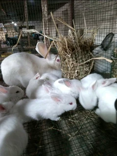 Bunnies For Sale
