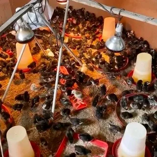 BLACK AUSTRALORP CHICKS FOR SALE