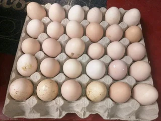 BLACK AUSTRALORP CHICKS FOR SALE