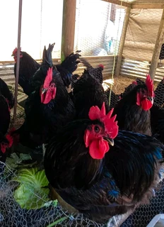 POTCH KOEKOE AND BLACK AUSTRALORP CHICKS FOR SALE