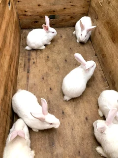 BEAUTIFUL BUNNIES FOR SALE!