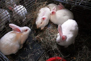 BEAUTIFUL BUNNIES FOR SALE!