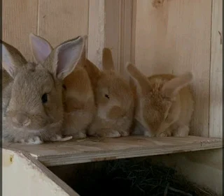 FLEMISH GIANT RABBITS FOR SALE