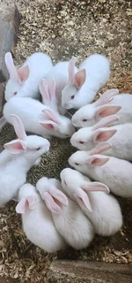 Newzealand White Rabbits For Sale!