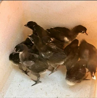BLACK AUSTRALORP CHICKS FOR SALE!