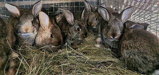 Flemish Giant Rabbits For Sale