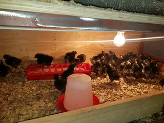 BLACK AUSTRALORP CHICKS FOR SALE