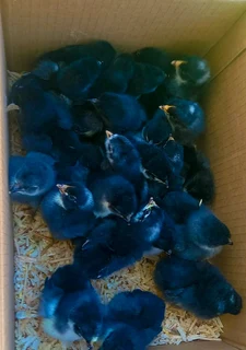 BLACK AUSTRALORP CHICKS FOR SALE