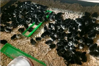 BLACK AUSTRALORP CHICKS FOR SALE