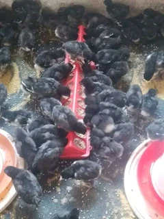BLACK AUSTRALORP CHICKS FOR SALE