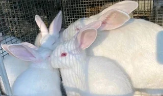 BEAUTIFUL BUNNIES FOR SALE