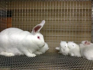 BEAUTIFUL BUNNIES FOR SALE